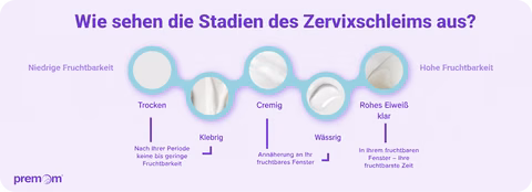 Stadien des Zervixschleims